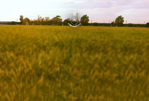 Cricket players on field | Abstract | Stone Cricket Club
